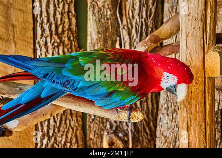 Verspielter blauer, grüner und roter Macaw-Vogel, der auf Ästen ruht Stockfoto