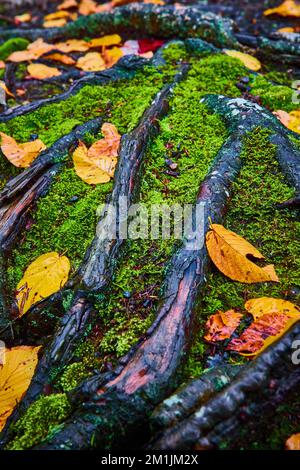 Detaildarstellung der freiliegenden Baumwurzeln, umgeben von Moos und gelben Herbstblättern Stockfoto