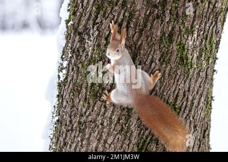 Das Eichhörnchen im Winterpelzmantel springt auf einen Baumstamm im Wald Stockfoto