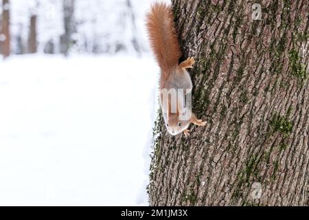 Ein pelziges rotes Eichhörnchen, das im Winterpark an einem Baumstamm hängt Stockfoto