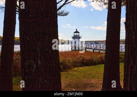 Blick durch dunkle Baumstämme des kleinen weißen Leuchtturms von Maine mit Feldern mit roten Pflanzen Stockfoto