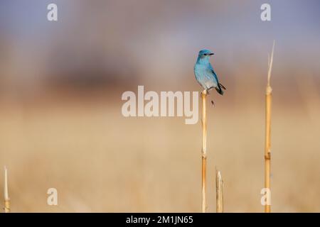 Mountain Bluebird, Bernardo Wildlife Area, New Mexico, USA. Stockfoto