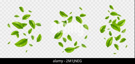 Herabfallende Teeblätter, realistisches grünes Laub, das in die Luft fliegt, isoliert auf transparentem Hintergrund. Organische Elemente mit Blumenmuster für Produktverpackungen Design, Werbung, Aktion, 3D-Vektordarstellung, Set Stock Vektor