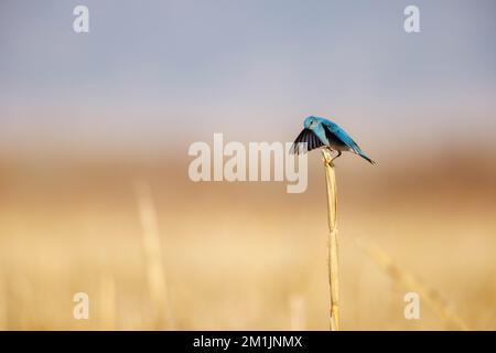 Mountain Bluebird, Bernardo Wildlife Area, New Mexico, USA. Stockfoto