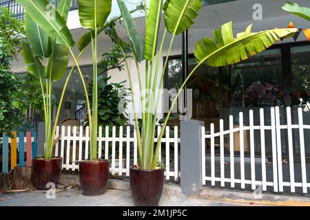 Porträt von Travellers Palm Tree (Ravenala madagascariensis) auf einem braunen Keramiktopf Stockfoto