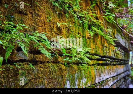 Steinwand mit Rissen und Farnen und Moos Stockfoto