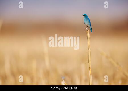 Mountain Bluebird, Bernardo Wildlife Area, New Mexico, USA. Stockfoto