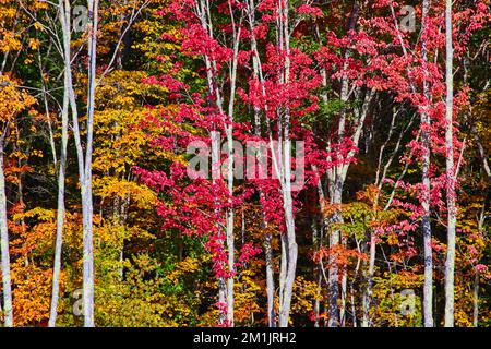 Details am Waldrand mit allen Herbstfarben Stockfoto