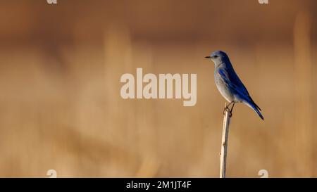 Mountain Bluebird, Bernardo Wildlife Area, New Mexico, USA. Stockfoto