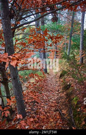 Schmaler Pfad in Hügeln in Wäldern, bedeckt mit gedämpften Herbstblättern Stockfoto