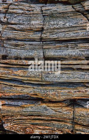 Felsschichten, die wie versteinertes Holz an der Küste von Maine aussehen Stockfoto