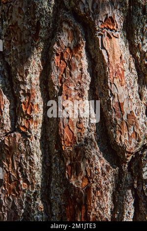 Gerade vertikale Ansicht der dicken braunen Baumrinde Stockfoto