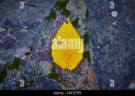 Einzelnes kleines gelbes Fallblatt aus gerader Sicht auf dunklen Felsen mit Flechten Stockfoto