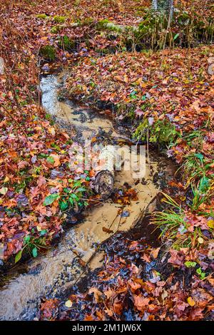 Der Clay River Creek schlängelt sich durch Herbstwälder bedeckt mit bunten Pflanzen Stockfoto