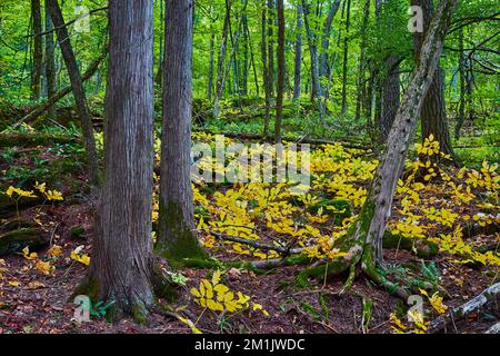 Üppiger grüner Wald direkt weiter mit goldenen Blättern auf Büschen auf Bodenhöhe Stockfoto