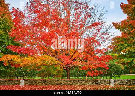 Obstgarten mit Steinmauer und Bäume im Hochfall mit orangefarbenen und roten Blättern überall Stockfoto