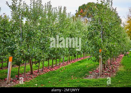 In Obstgarten blickte ich auf junge Apfelbäume Stockfoto