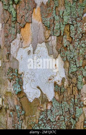 Weiße Rumpfstruktur durch mooslige Baumrinde Stockfoto
