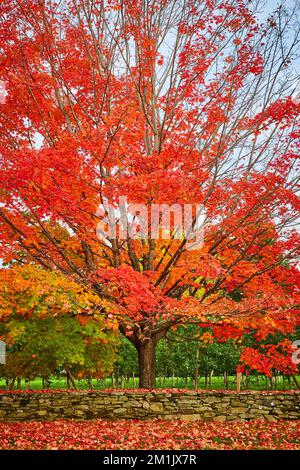 Orangenblattbaum im Apfelgarten mit Steinwand Stockfoto