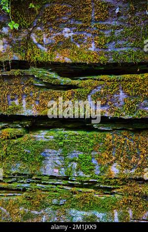 Moos bedeckt Steine mit strukturierten Details der Wand Stockfoto