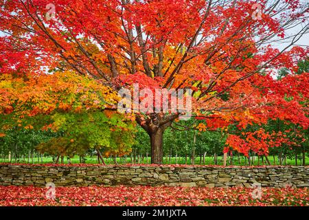 Steinmauer und orangefarbener Baum vor dem Apfelgarten im Hochfall Stockfoto