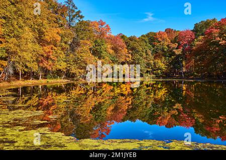 Wunderschöner blauer Teich mit Algen, die die Herbstfarben des Waldes am Rand reflektieren Stockfoto