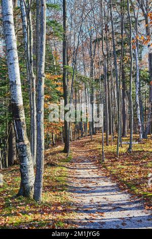 Waldwanderweg durch die Wälder im späten Herbst mit Blättern auf dem Boden Stockfoto