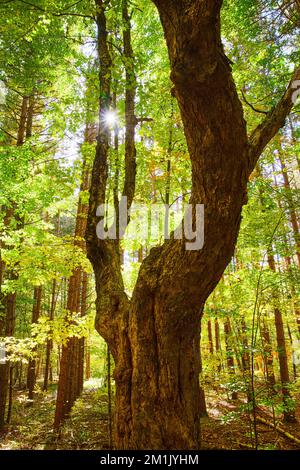 Ruhiger Herbstwald großer, herrlicher Baum mit Sonneneruptionen hinter Ästen Stockfoto