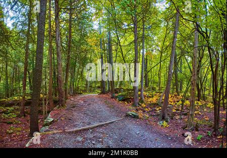 Panoramablick auf den weiten, unbefestigten Wanderweg in Vermont durch üppigen Wald mit gelbblättrigen Pflanzen Stockfoto