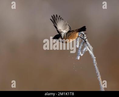 Ein männlicher Stonechat (Saxicola rubicola) fliegt aus einem gefrorenen Schilfstiel, Norfolk Stockfoto