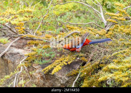 Eine australische Crimson Rosella (Platycercus elegans), die sich von den gelben Blüten von Homoranthus flavescens ernährt. Stockfoto