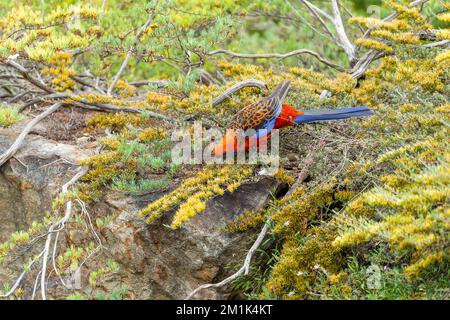 Eine australische Crimson Rosella (Platycercus elegans), die sich von den gelben Blüten von Homoranthus flavescens ernährt. Stockfoto