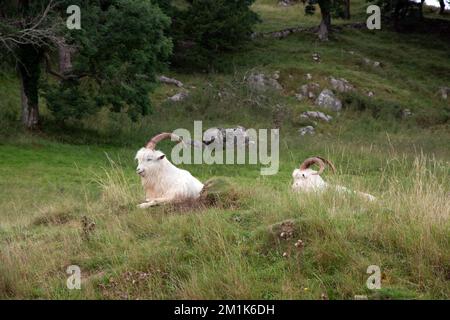 Zwei Waliser Bergziegen auf Green Hill Stockfoto