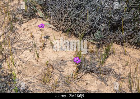 Eine blühende Drosera cistiflora, eine fleischfressende Pflanze, die in einem sandigen natürlichen Lebensraum im Westkap von Südafrika aufgenommen wurde Stockfoto