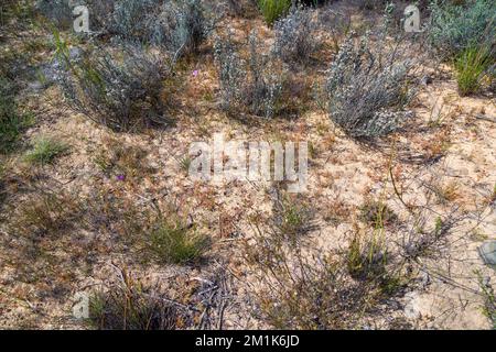 Über dem sandigen Lebensraum, in dem die fleischfressende Pflanze Drosera cistiflora nahe Citrusdal in Südafrika wächst Stockfoto