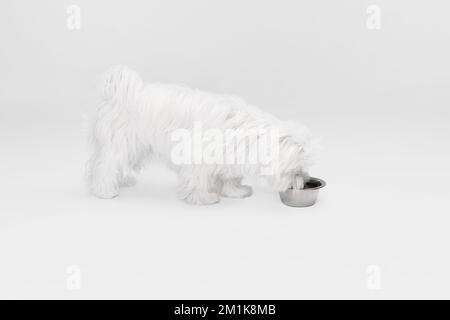 Studiobild eines süßen, weißen Maltesers, der sich posiert und Essen aus der Schüssel isst, isoliert vor hellem Hintergrund Stockfoto