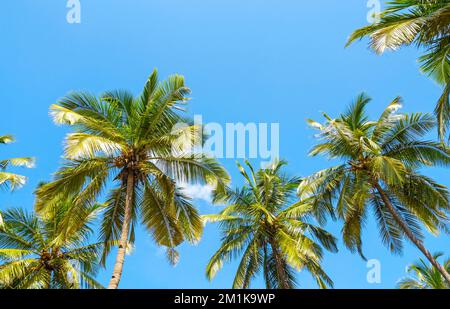 Panoramablick auf die Sommerlandschaft mit Kokospalmen und blauem Himmel im tropischen Hintergrund Stockfoto