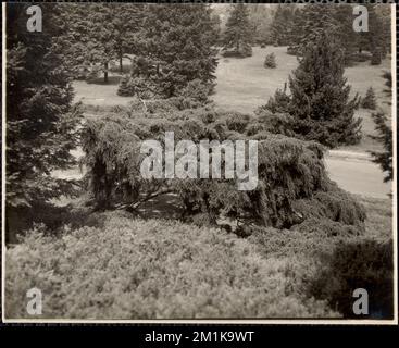 Arnold Arboretum. Tsuga Canadensis Pendula, Sargent Weeping Hemlock, Botanischer Garten, Bäume, Arnold Arboretum. Leon Abdalian Kollektion Stockfoto