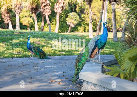Ein selektiver Fokus eines männlichen Pfauens in einem Park in Pinecrest Florida, USA Stockfoto