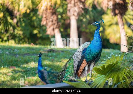 Ein selektiver Fokus eines männlichen Pfauens in einem Park in Pinecrest Florida, USA Stockfoto