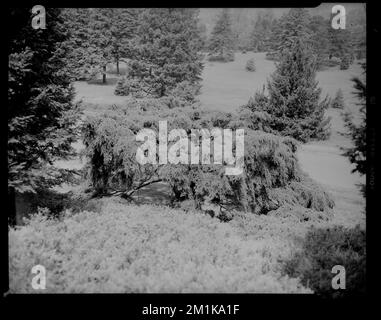 Arnold Arboretum. Tsuga Canadensis Pendula, Sargent Weeping Hemlock, Botanischer Garten, Bäume, Arnold Arboretum. Leon Abdalian Kollektion Stockfoto