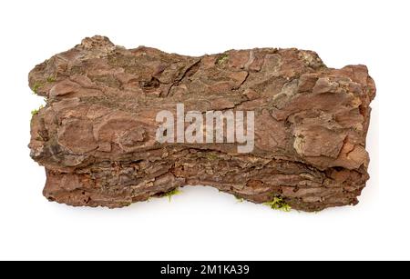 Trockene Pinienrinde, auf weißem Boden isoliert. Holzrinde mit Moos, Draufsicht Stockfoto