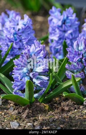 Hyacinthus orientalis Aqua, blassblaue Himmelfloretten mit blau-violetten Mittelvenen Stockfoto