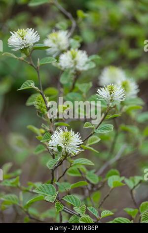 Fothergilla Major, Monticola Group, Berghexe Alder Monticola Group, weiße Frühlingsblumen Stockfoto