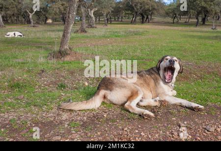 Spanische Mastiffhunde, die sich im Bundesstaat dehesa ausruhen. Ausgezeichnetes, umfangreiches Tierschutzhund Stockfoto