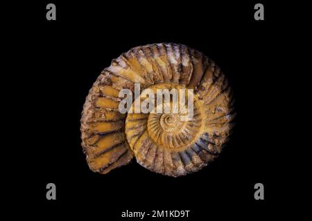 Fossile Ammoniten Stockfoto