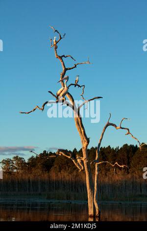 Pelican (Pelicanus conspicillatus) Little Pied Cormorants (Phalacrocorax melanoleucos) Bundaberg Australia. Stockfoto