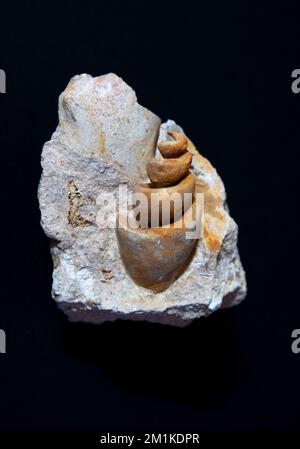 Fossile Gastropodenschalen auf Turritella-Matrix Stockfoto