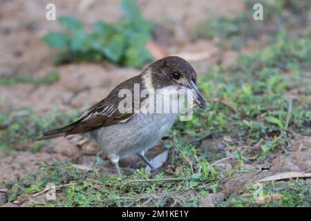 Grauer Buttervogel (Cracticus torquatus). Bundaberg Australien Stockfoto