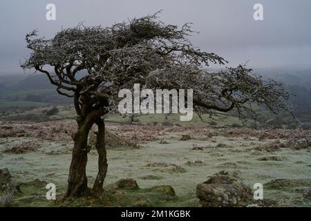 Hawthorn im eisigen Nebel, Combestone Tor, Dartmoor, Devon Stockfoto